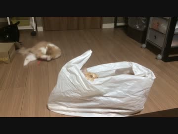 微妙な距離感で遊ぶぬこ達w【むぎ♂きび♂】