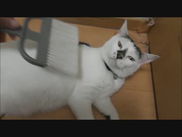 タレを塗る作業をしていたら肉塊が自動で回転してきたww