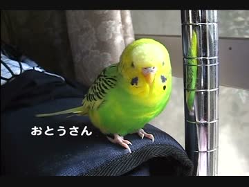 お喋りピーちゃん