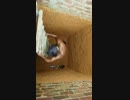 穴に落ちた猫を救助しようと降りたら衝撃の結末！