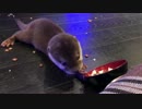 ご飯の食べ方がぼろぼろ。。。コツメカワウソちぃたん☆
