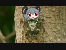 ニョンニョンゼミ