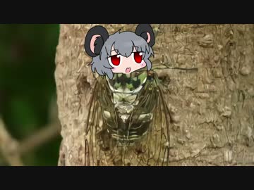 ニョンニョンゼミ