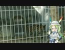 ミライさんと見るサーバルちゃんの聖水