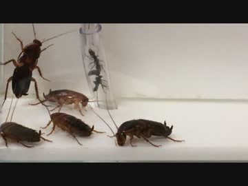 蟻戦争＃164 トゲオオハリアリVSゴキブリの群れ～かえりみない覚悟～編