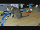 プラレールに飽きちゃった猫様