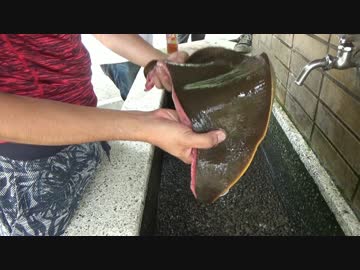 エイ料理対決に参加してきた!!