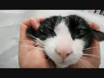 猫が！お風呂で！？ヘッドスパ！！