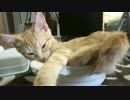 ふきこぼれ猫鍋です