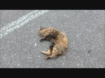 野良猫を散々モフった後にもう一度近づいたらやたら甘えてきた