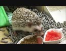 【ハリネズミ】　「たわし」 スイカを食べる　【飼ってみた】