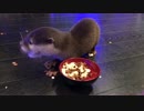 赤ちゃんカワウソの朝ごはん