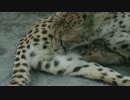 大事なところを毛づくろいするチーター【多摩動物公園】