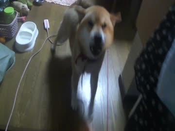 帰宅に喜ぶ柴犬コロン