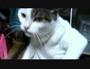 こんげつのたいじゅうそくてい【蒼民家の猫々】