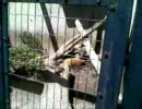 【岩手】暇なので動物園にでも逝ってみる【盛岡】