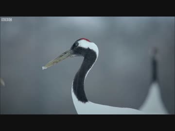 アプリ版フレンズを動物ドキュメンタリーで紹介するよ part19