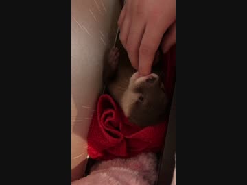 指をチューチューしてたら寝ちゃうコツメカワウソ