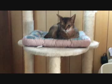 【この猫何者？】知られざる実家猫について紹介します！！【ショウ編】