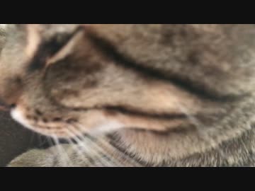 【腕枕】朝起きたら目の前に巨大な猫が。。。
