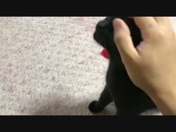 【この猫何者？】人懐っこい黒子猫が可愛すぎる！！