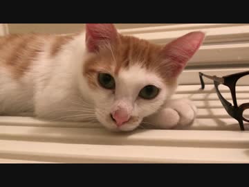 【癒し】お風呂に入っていたら子猫がやってきて…