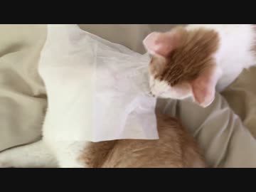 猫の顔面にティッシュをのせた時の反応が面白いｗｗｗ