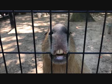 カピバラ「ふぇんす、さいこー♪」　アドベンチャーワールド