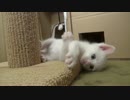 【 子猫 】子猫の全身はバネで出来ている　その16