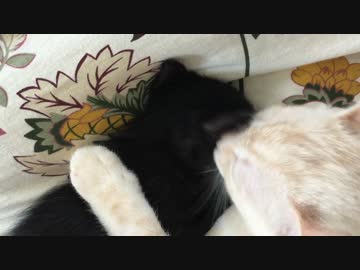 赤ちゃん猫をしつこく舐め回す子猫