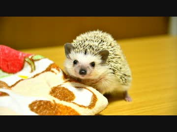 ハリ活.vol 11 ~もち子の激情~