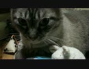 【526】ジャン❤︎ポン　保護猫を可愛がることの他に何をすれば？