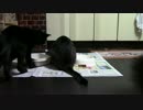 こんしゅうのおやつ【蒼民家の猫々】