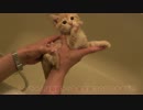 お風呂が怖くて震える子猫。