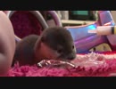 おとぼけ顔でササミに夢中な赤ちゃんカワウソ：ミルクはスルー。