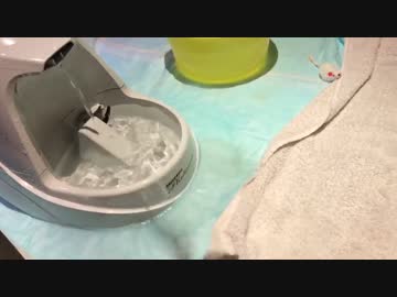 バケツを置いただけなのにひっくり返って驚くカワウソの赤ちゃん。