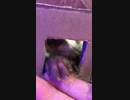 コツメカワウソの赤ちゃんと握手している気持ちになれる動画