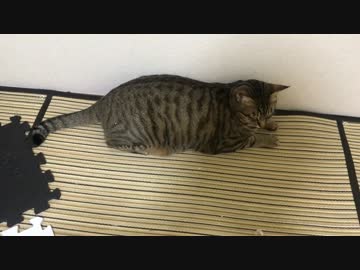 【異変】ティガーの様子がどうもおかしいので病院に行ってきます。