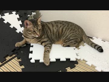 ティガーの様子がおかしかったので病院で調べてもらった結果…