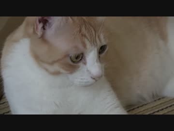 【検証】飼い主がヘリウムガスで変声になった時の猫たちの反応は・・・