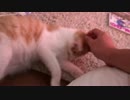 飼い主が起きた瞬間甘えに来る子猫が可愛すぎる！！