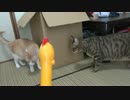 猫たちにびっくりチキンを見せたらどんな反応をするのか・・・！！