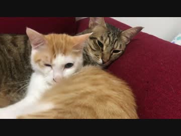 【仏の猫】ニックの枕になってあげるティガーが優しすぎる…