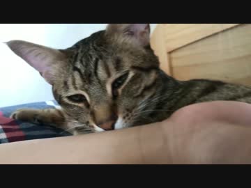 飼い主におはようしに集まる猫たちが可愛すぎる！！