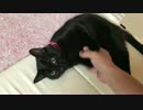 なぜか人の周りをぐるぐると回る子猫が可愛すぎる！