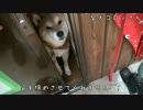 扉をしめさせてくれない柴犬