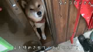 扉をしめさせてくれない柴犬