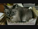 【527】ジャン❤︎ポン　猫っ可愛いがりをBGMに気を使いながら映像化