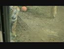 アムールトラが横切るだけ