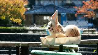 【京都市動物園】今話題のフェネック撮ってきた！
